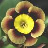 Auricula Lee Paul - Abriachan Nurseries